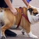 This English bulldog has the distinctive screw tail.
